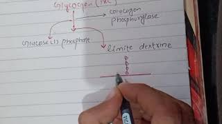 Glycogenolysis Biochemistry [upl. by Pickar]