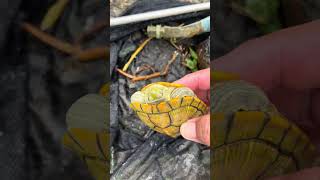 Catching turtle in lake Short Videos [upl. by Aip]