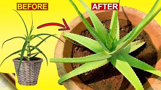 3 SECRETS TO GROW THICK amp FLESHY ALOE VERA LEAVES  Aloe Vera Plant Hacks [upl. by Hedy]