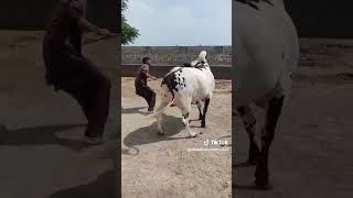 Beautiful Bulls In Tik Tok fateh jang bulls bhattachowkmandi part42 [upl. by Ynohtnaleahcim]