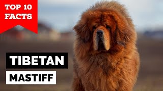 Tibetan Mastiff  Top 10 Facts [upl. by Annaiviv]