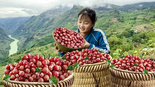 Harvesting Phyllanthus Emblica From The Mountains Goes To Market Sell  Tráng Thị Loan [upl. by Esirahs]