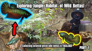 Catching WILD BETTAS in their natural habitat in eastern Thailand on the hunt for the Emerald betta [upl. by Narcis]