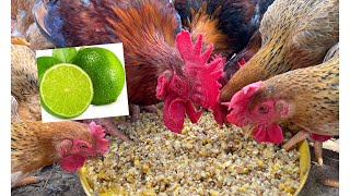 fattening adult chickens  simple formula  treating chicken eye pain  chicken farm [upl. by Peskoff]