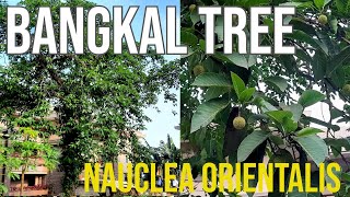 Bangkal Tree Nauclea orientalis Philippine Native Trees [upl. by Jeanna]