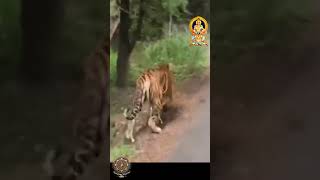 Sabarimalas Tiger Reserve Secret Guardians of Ayyappa  Swamiye Saranam Ayyappa  Video Song [upl. by Analad197]