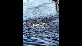 Mullet Run 2024 Continues on the Loxahatchee River [upl. by Llehsam719]