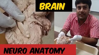 Anatomy of the Brain l Model ll Lab  Brain Dissection ll NEURO ANATOMY [upl. by Ridinger]