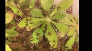 Sundews eating hundreds of fruit flies in a terrarium Carnivorous plant carnage [upl. by Rolyat]