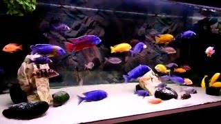 Malawi cichlids aquarium poster background [upl. by Arrimat271]