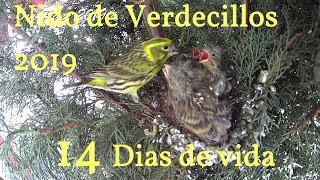 Nido verdecillo 2019 seguimiento14 dias de vida [upl. by Latyrc]