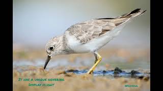 Temmincks stint [upl. by Enamrahc]