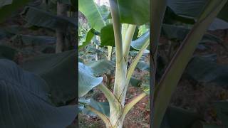 N P K BOOSTING🌱🌱 tips vazhakrishi agriculturalsystem krishiarivukal farmingmethod farming [upl. by Uuge]