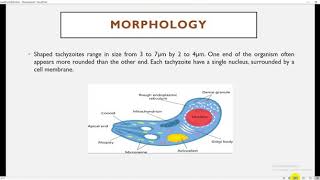 شرح الطفيليات محاضرة داء القطط Toxoplasma gondii [upl. by Gladdie]