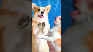 Billi aur kutte aur murge ki dance dog funny viralshort trending [upl. by Airtened]