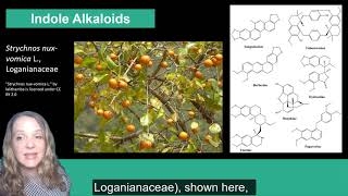 Plant Secondary Metabolism Alkaloids [upl. by Notecnirp]