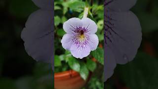 Achimenes plant [upl. by Pasadis]