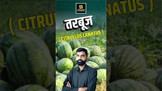 तरबूज  Citrullus Lanatus  watermalon shorts utkarshagricultureclasses gyarsilalsir [upl. by Tildie]