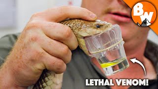 Deadliest Job in the World  Australian Snake Milker [upl. by Libbi]