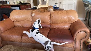 Funny Chatty Great Dane Puppy Discovers Cool Cat On the Back of The Sofa [upl. by Anadroj]