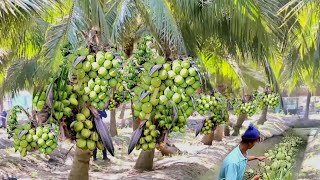 Perkebunan Kelapa modern skala besar di thailand  dunia pertanian [upl. by Asen883]