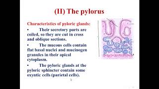 5 Histology of the pylorus of stomach [upl. by Llednyl]