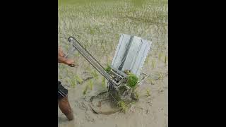 Rice Transplanter ভুই ৰোৱা মেচিন two row manual rice transplanter 5th [upl. by Kcirtapnhoj]