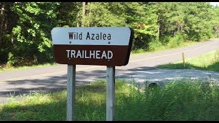 Dave Trips Wild Azalea Trail [upl. by Dnumsed]