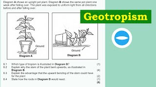 Exam Questions  Plant responding to the environment  Geotropism  Life Science grade 12 [upl. by Rea]