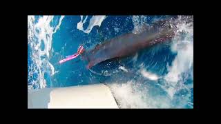 Blue Marlin Fishing Mindelo Cape Verde [upl. by Mylor]