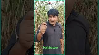 Haji baseer dedhwal comedy funnyशॉर्ट्स funny comedyfilms [upl. by Morten]