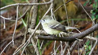 Hammonds Flycatcher Calling [upl. by Adaynek]