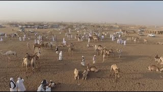 Sudans El Molih market a regional hub for dromedary trade [upl. by Assirec313]