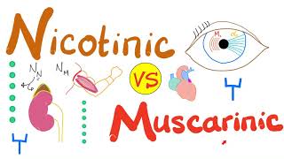 Nicotinic vs Muscarinic Receptors [upl. by Luzader894]