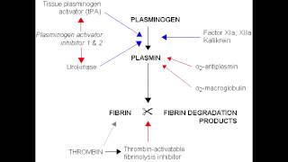 Fibrinolysis  Anticoagulation Pathway [upl. by Ibbie]