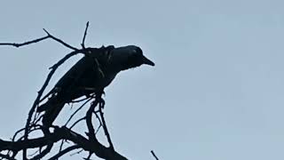 how to American Crow Calls 2024 3 MOST COMMON SoundsYou Will Hear American Crow Calls 2024 [upl. by Norraa]