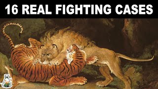 LION VS TIGER  16 Real fighting cases [upl. by Euqcaj]