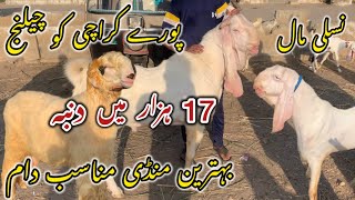 Korangi bakra Mandi lasted rates update Karachi ki nasli Mandi [upl. by Giordano938]