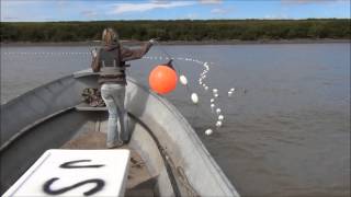 Drift Gillnetting Salmon on the Yukon River Alaska 2013 [upl. by Wertheimer]