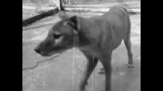 New footage of a Tasmanian Tiger has been discovered [upl. by Thorstein]