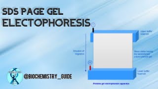 SDS Polyacrylamide Gel Electrophoresis  Vertical gel electrophoresis [upl. by Eugilegna231]