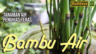 Cara Budidaya Tanaman Hias Bambu Air Paku Ekor Kuda  Equisetum hyemale [upl. by Jehiel715]