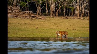 KABINI BOAT SAFARI  TIGER IN WATER [upl. by Obocaj]