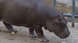 Baby pygmy hippo Moo Deng is Thailand’s latest online sensation But her keeper is worried about her [upl. by Perzan]