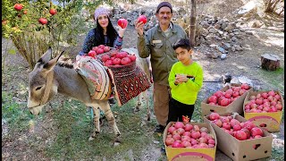 Village Life Iran in Autumn Amazing Donkey Riding by Village Girl [upl. by Lovash202]