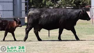 Lot 28 ZMJPL016 VC Simmentals Online Herd Reduction Sale 2024 [upl. by Alyl]