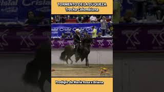 TORMENTO DE LA DUQUEZA ARMENIA 2018 shortsvideo trocha caballos horse equitacion [upl. by Ellennoj]