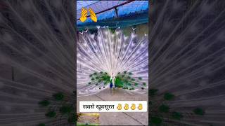 Beautiful peacock dancing video  peacock video 🦚🦚🦚 naturelovers shortsparasedtech [upl. by Alistair]