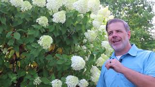 Panicle hydrangea Hydrangea paniculata  Plant Identification [upl. by Arihsak]