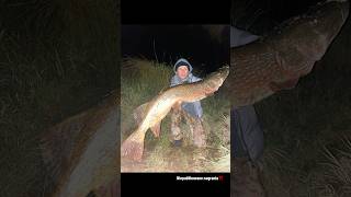 ZOBACZ TEGO POTWORA  MOJA ŻYCIÓWKA Z WODY PZW 115CM ‼️ fishing pike szczupak viral fyp dc me [upl. by Ientirb]